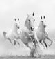 White Horses Dust