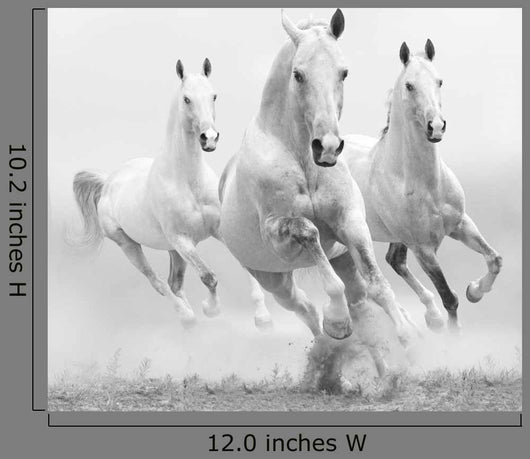 White Horses Dust