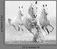 White Horses Dust