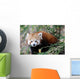Red Panda Wall Mural