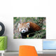Red Panda Wall Mural