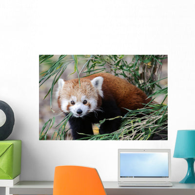 Red Panda Wall Mural shown on a wall
