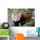 Red Panda Wall Mural