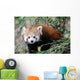 Red Panda Wall Mural