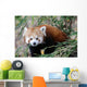 Red Panda Wall Mural