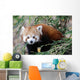 Red Panda Wall Mural
