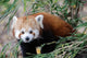 Red Panda Wall Mural