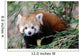 Red Panda Wall Mural