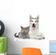 Cat and Dog Together