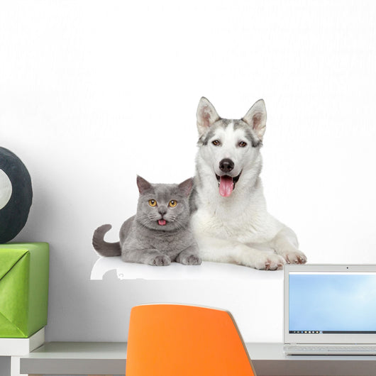 Cat and Dog Together