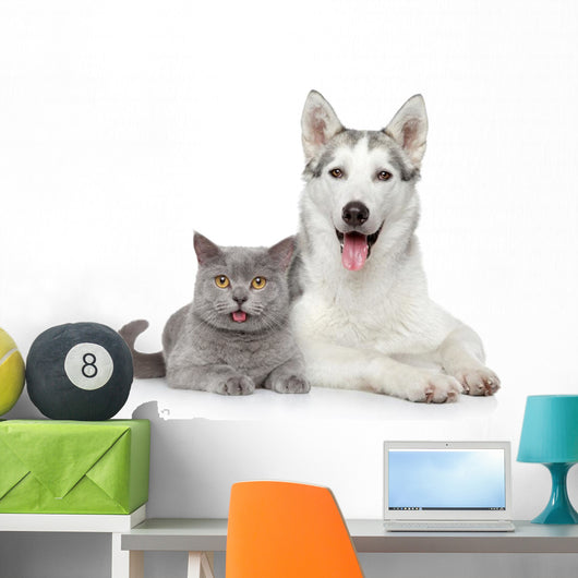 Cat and Dog Together