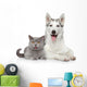 Cat and Dog Together