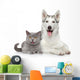 Cat and Dog Together