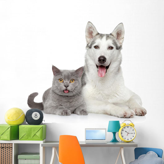Cat and Dog Together