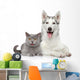 Cat and Dog Together