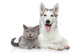 Cat and Dog Together
