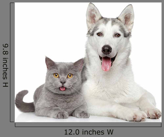 Cat and Dog Together