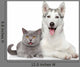 Cat and Dog Together