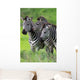 Zebras Together