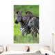 Zebras Together