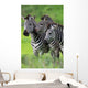 Zebras Together