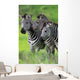 Zebras Together
