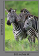 Zebras Together