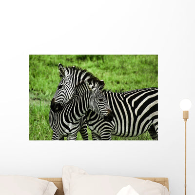 Zebras over Green Zambia shown on a wall