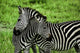 Zebras over Green Zambia