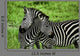 Zebras over Green Zambia