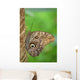 Owl Butterfly Wall Mural