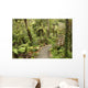 track through rain forest in New Zealand Wall Mural