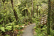 track through rain forest in New Zealand Wall Mural