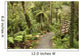 track through rain forest in New Zealand Wall Mural