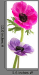 Couple Beautiful Anemone Flowers