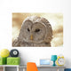 Ural Owl Wall Mural