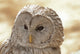 Ural Owl Wall Mural