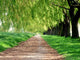 Treelined path Wall Mural