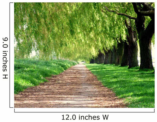 Treelined path Wall Mural