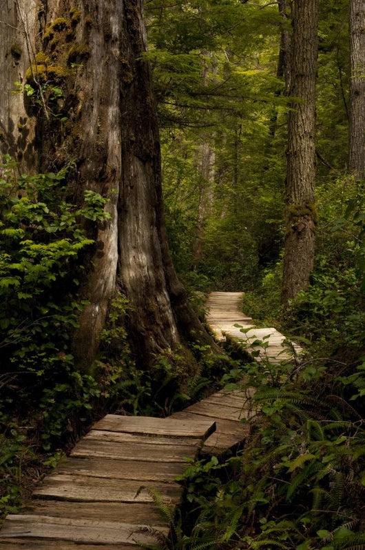 Wood Path