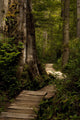 Wood Path