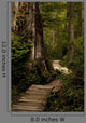 Wood Path
