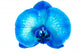 Blue Orchid Flower Wall Mural