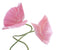 Pink Poppy Flowers Wall Decal