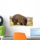 Wombat