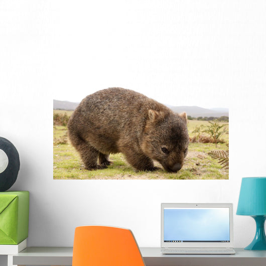 Wombat