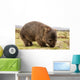 Wombat