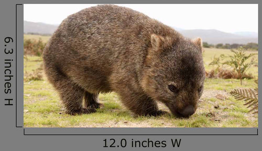 Wombat