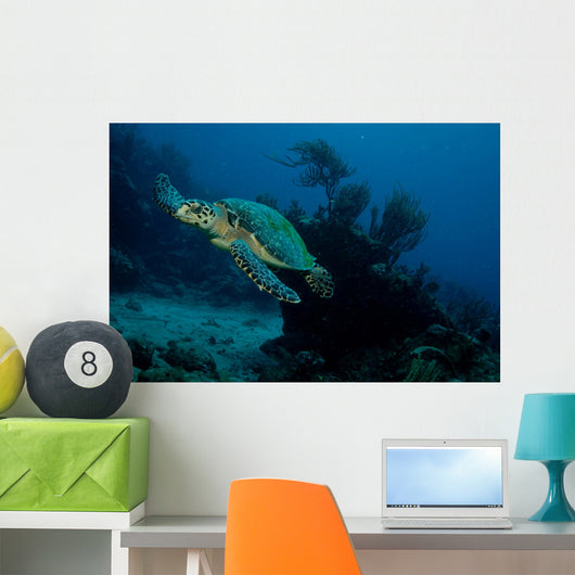 tortue Wall Mural