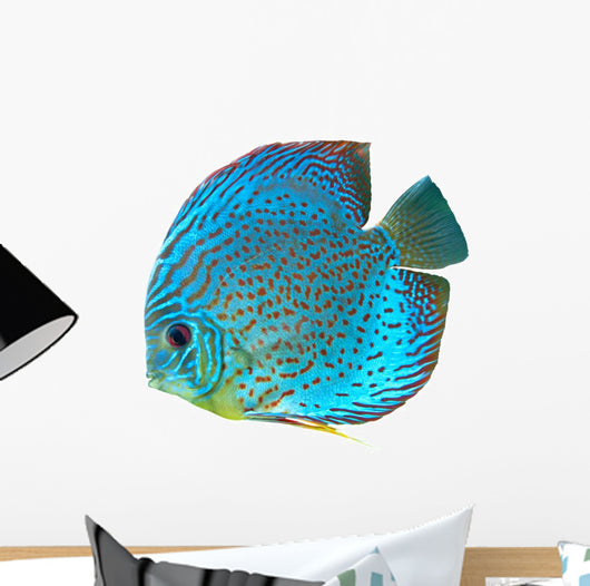 Blue Spotted Fish Discus